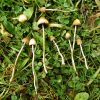 Psilocybe semilanceata  magic mushrooms
