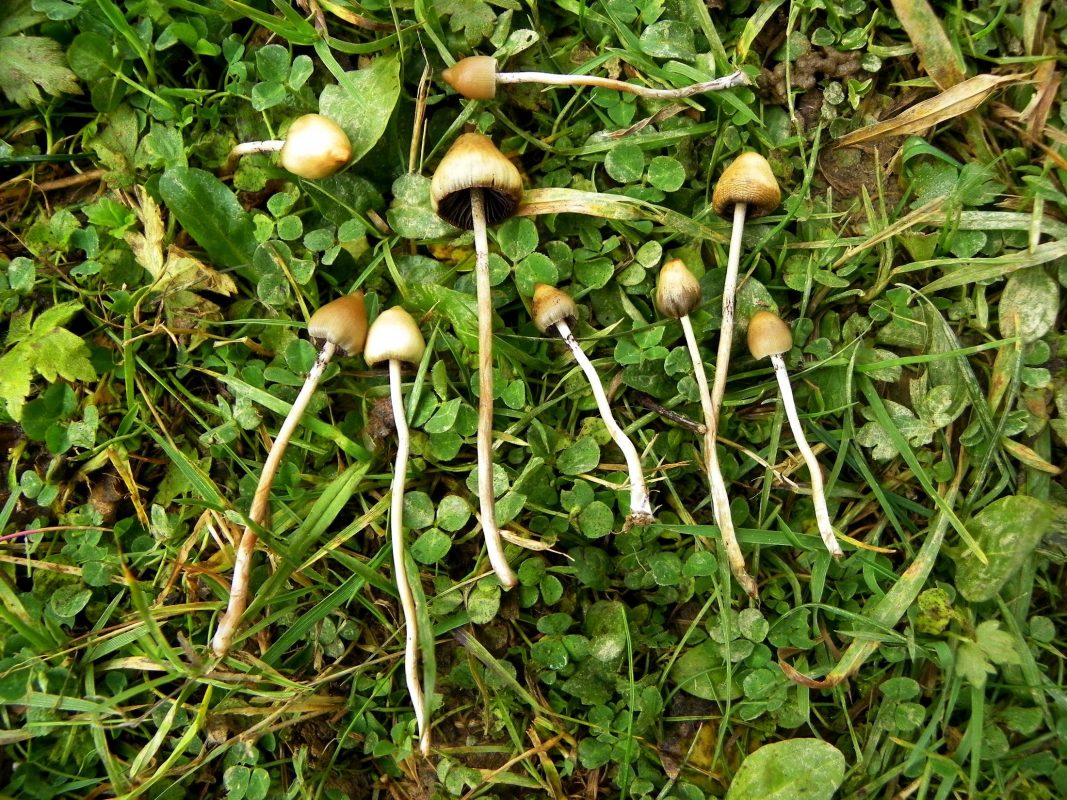 Psilocybe semilanceata magic mushrooms | magic mushroom for sale