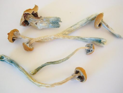 Psilocybe Mexicana Magic Mushrooms