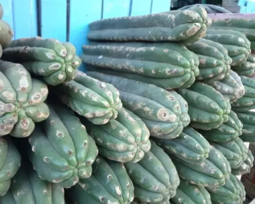 peyote cactusr
