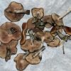Flying Saucer Mushrooms