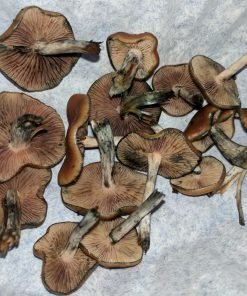 Flying Saucer Mushrooms