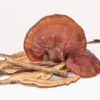 Buy Reishi Mushrooms