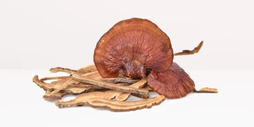 Buy Reishi Mushrooms