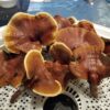 Reishi Mushrooms