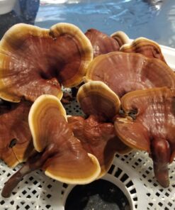 Reishi Mushrooms