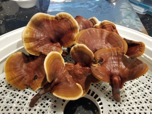 Reishi Mushrooms