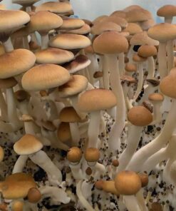 Burmese Magic Mushrooms