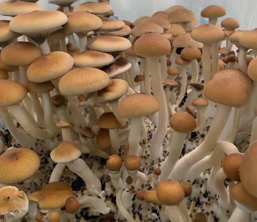 Burmese Magic Mushrooms