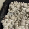 tidal wave mushroom