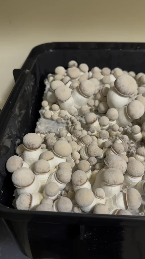 tidal wave mushroom