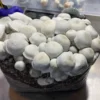 tidal wave mushroom