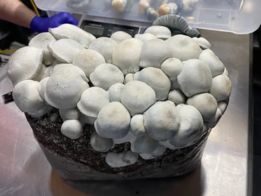 tidal wave mushroom